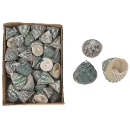 Kagyló dobozban 15x20x6 cm