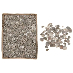 Kagyló dobozban 15x20x6 cm