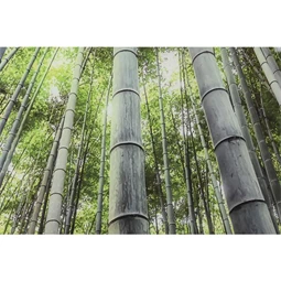 Kép edzett üveg, erdő 150x0,4x100 cm