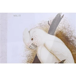 Kép kakadu 50x2,8x65 cm 4 féle