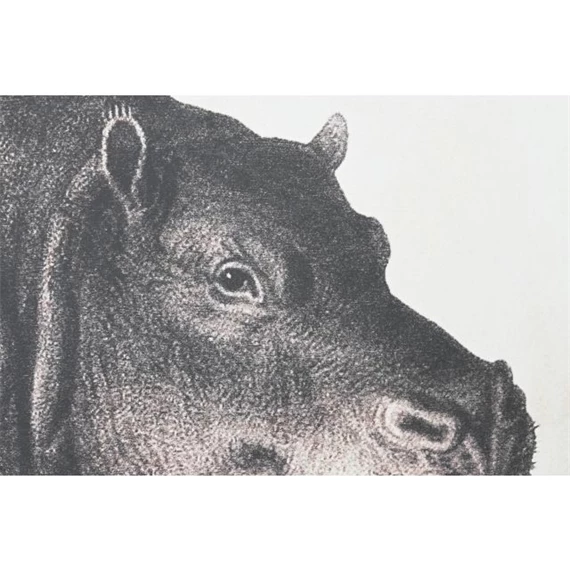 Kép szett víziló 180x4x120 cm S/3