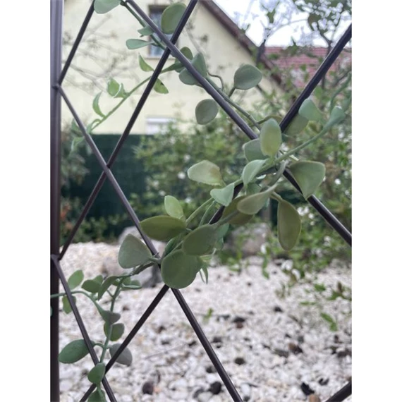 Növényfuttató félköríves 30 cm x 1,2 m