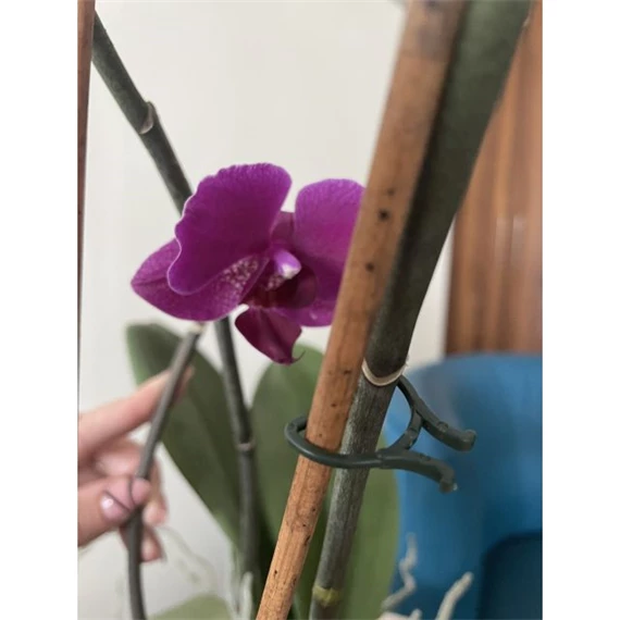 Növénykapocs 16x25 mm x 2 cm S/40