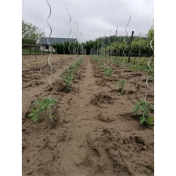 Növénytámasz paradicsomhoz, spirál alakú 0,7 cm x 1,8 m