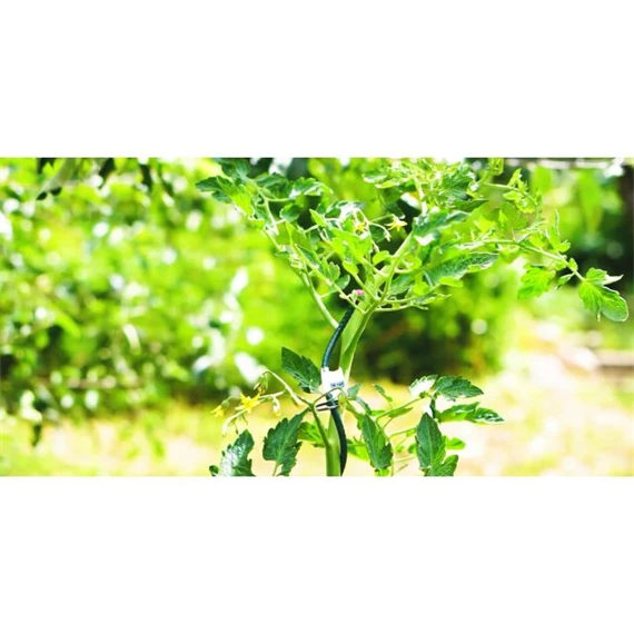 Növénytámasz paradicsomhoz, spirál alakú 0,7 cm x 1,7 m