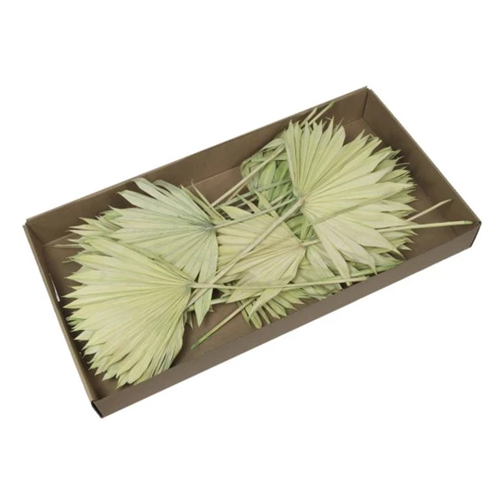 Pálmalevél dobozban, szárított S/20