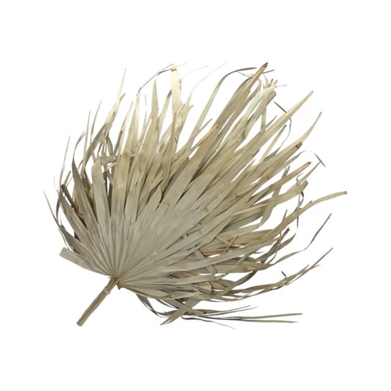 Pálmalevél szárított S/6