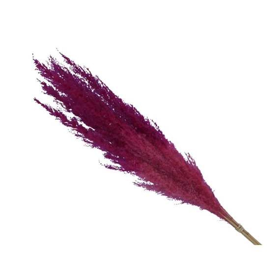 Pampafű csokor 75 cm S/5