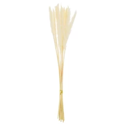 Szárazvirág pampafű csokor 75 cm