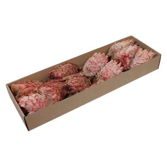 Protea szárított S/10