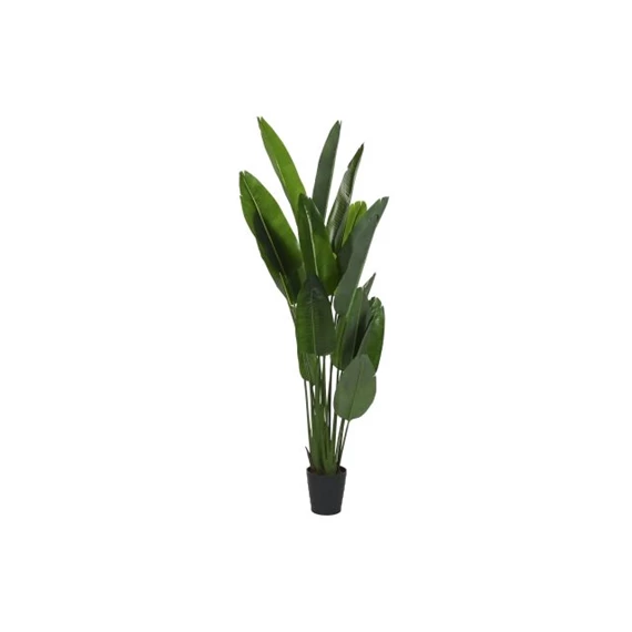 Seleymvirág strelitzia cserepes 100x100x210 cm