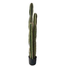Selyemvirág Oszlopkaktusz cserepes 125 cm