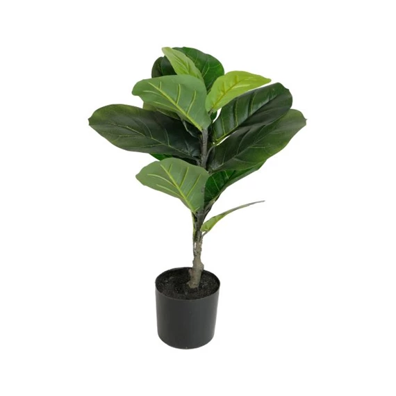 Selyemvirág lantlevelű Fikusz cserepes 60 cm