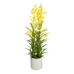 Selyemvirág Orchidea, Oncidium, 3 ágú, kaspóban 100 cm