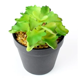 Selyemvirág pozsgás növény kaspóban 10x17 cm