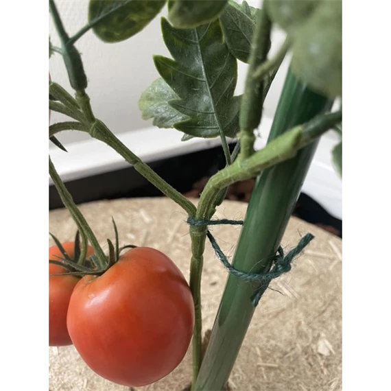 Zsineg, természetes 50 m